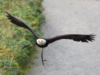 Weisskopfseeadler 133